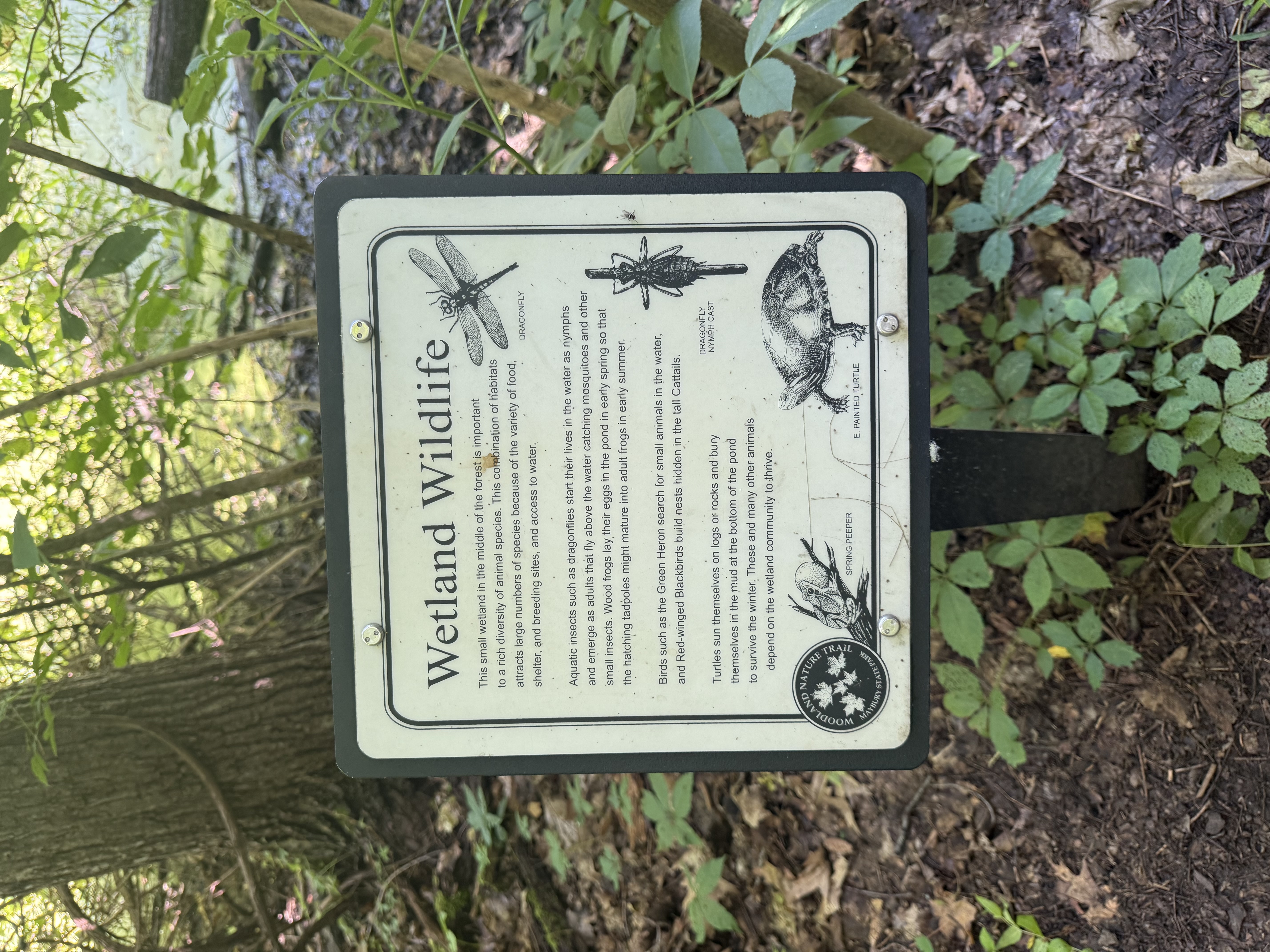 Maybury State Park — 25-06-28 11-02-51 8685