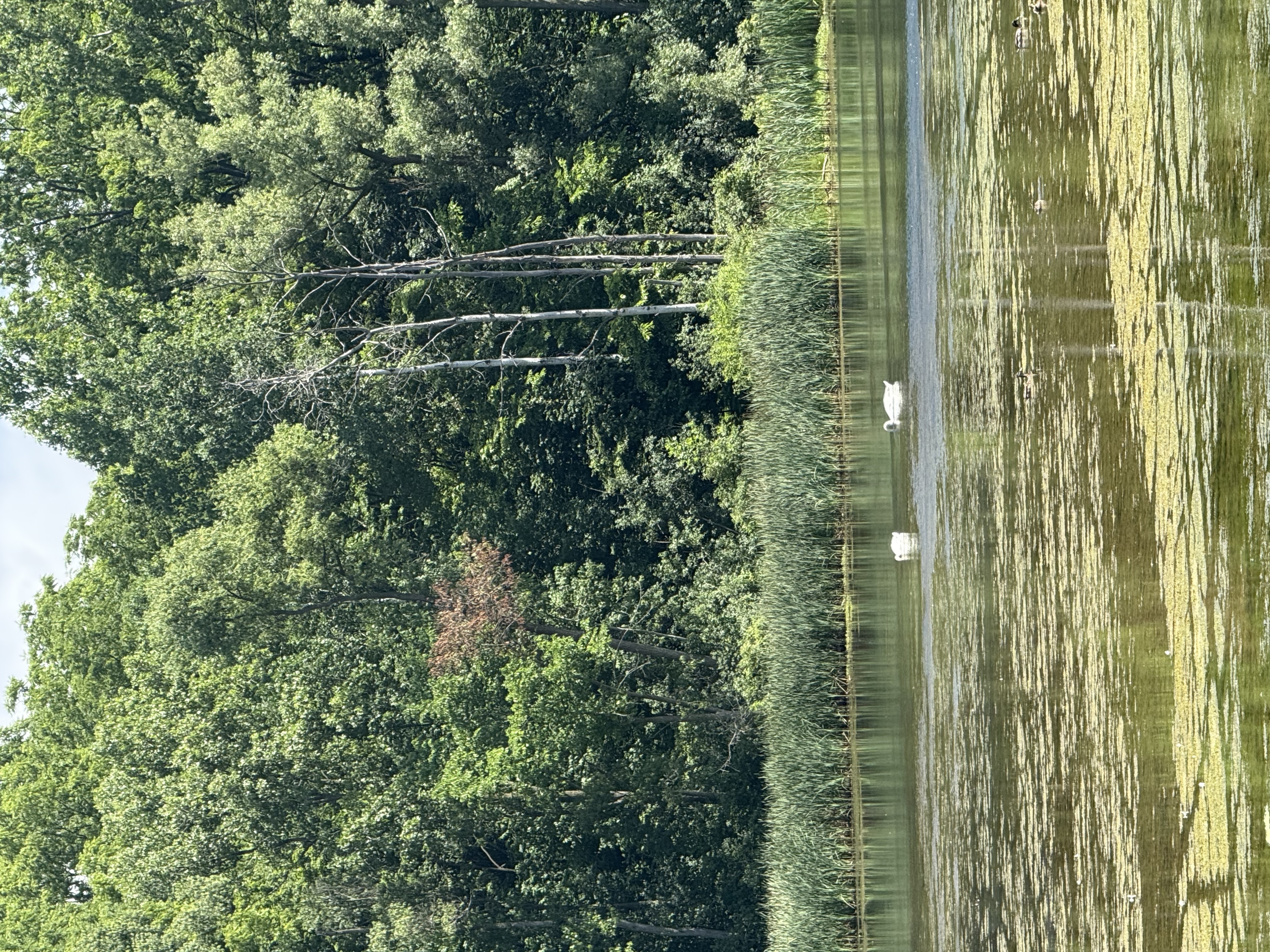 Maybury State Park — 25-06-28 11-29-22 8694
