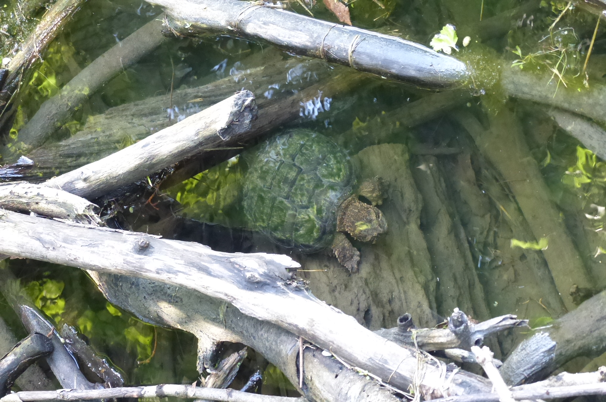 Maybury State Park — P1510694