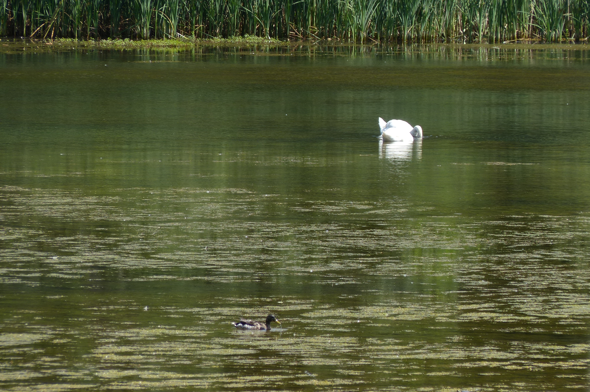 Maybury State Park — P1510724