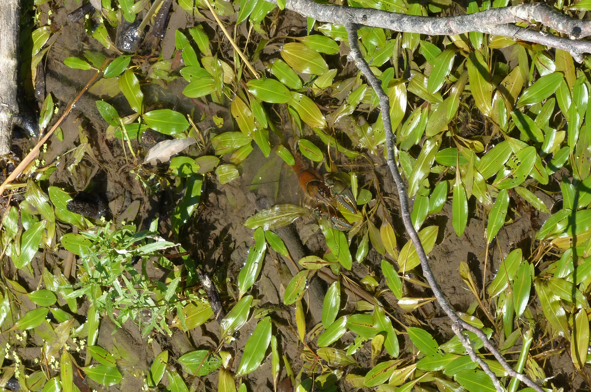 Maybury State Park — P1510737