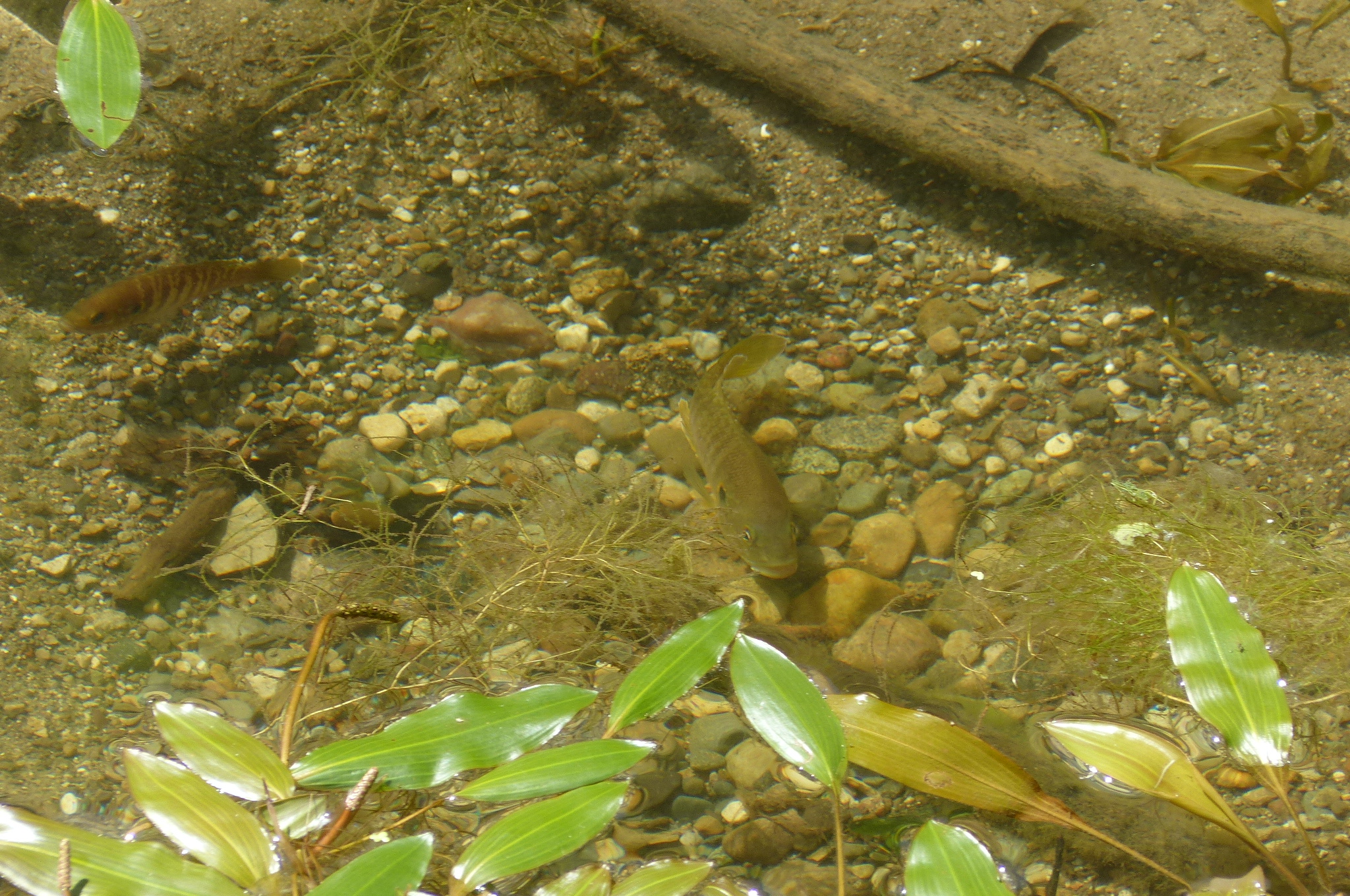 Maybury State Park — P1510750