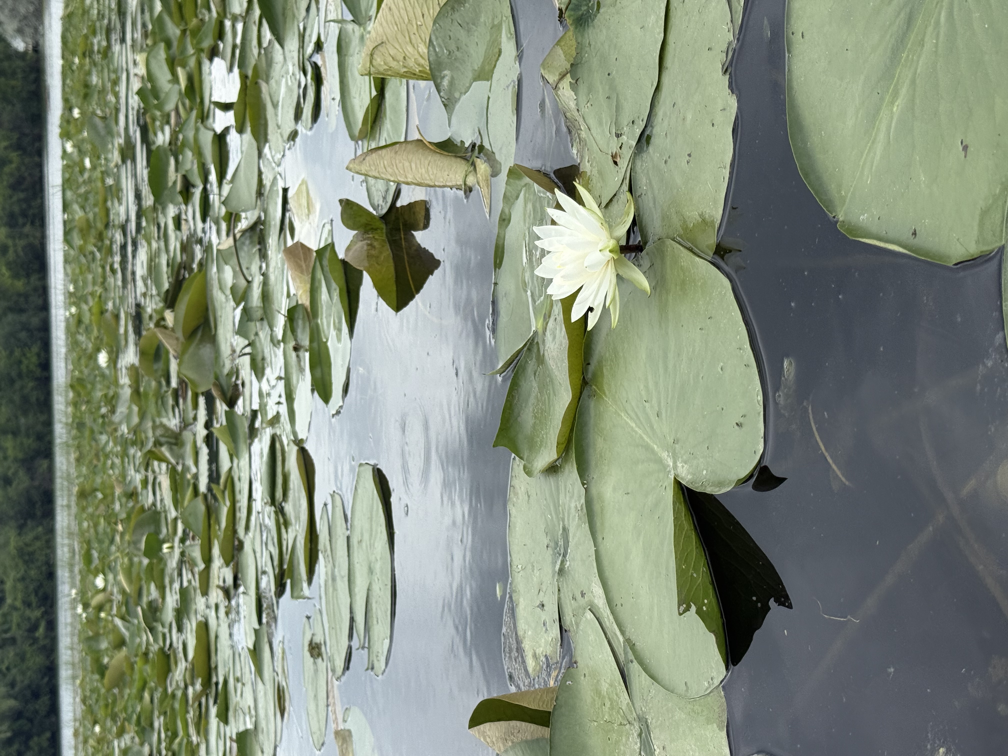 Gallup Park Kayaking — 25-07-19 13-49-16 8996