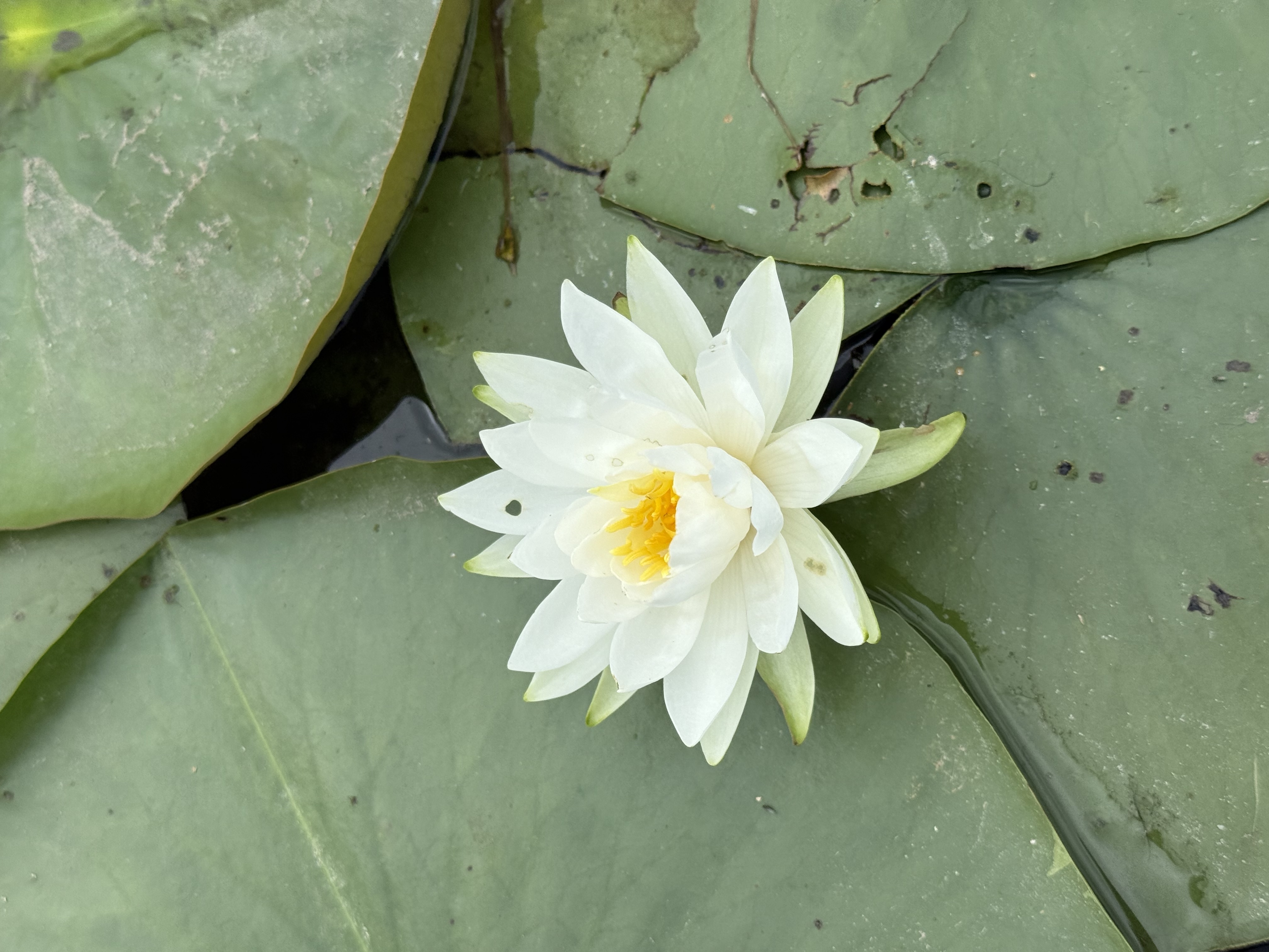 Gallup Park Kayaking — 25-07-19 13-49-31 8997