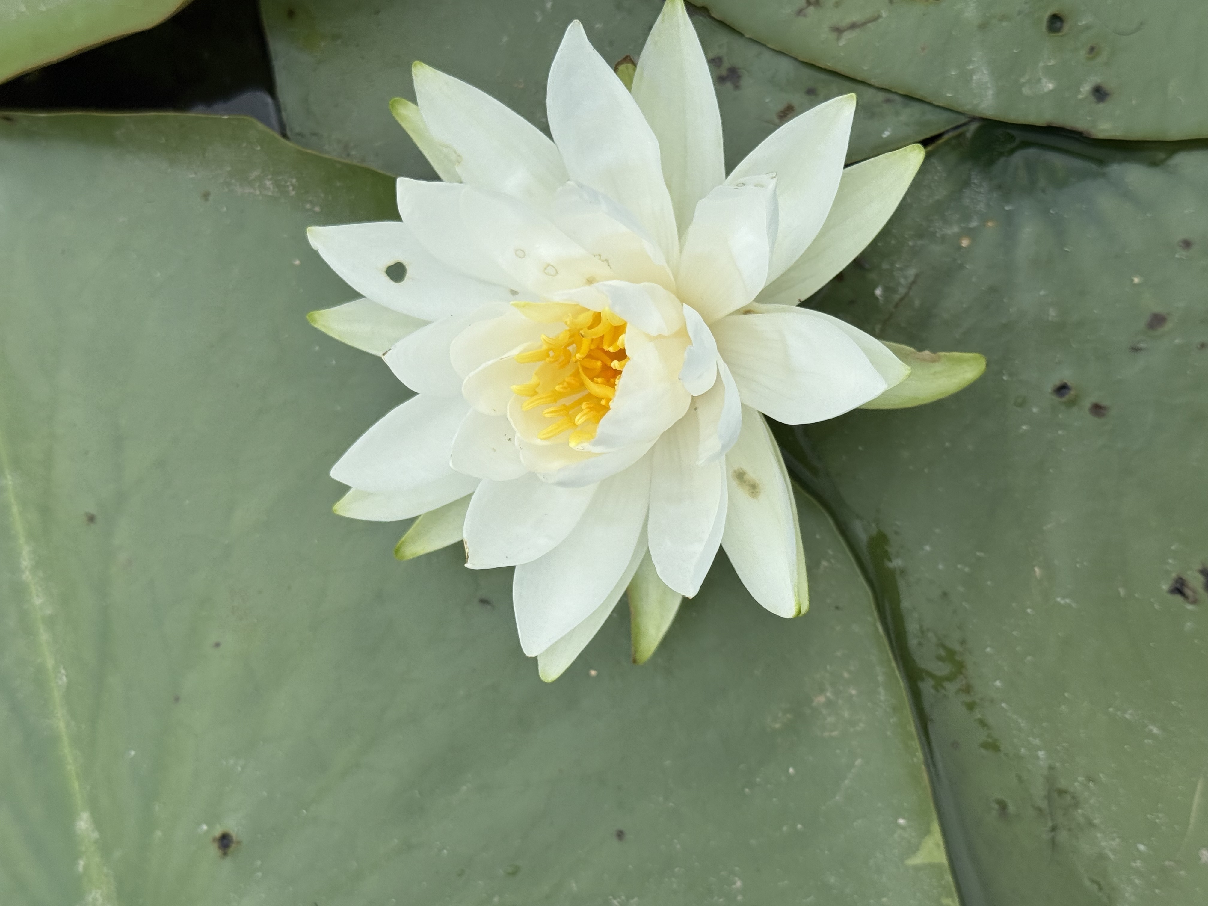 Gallup Park Kayaking — 25-07-19 13-49-33 8998