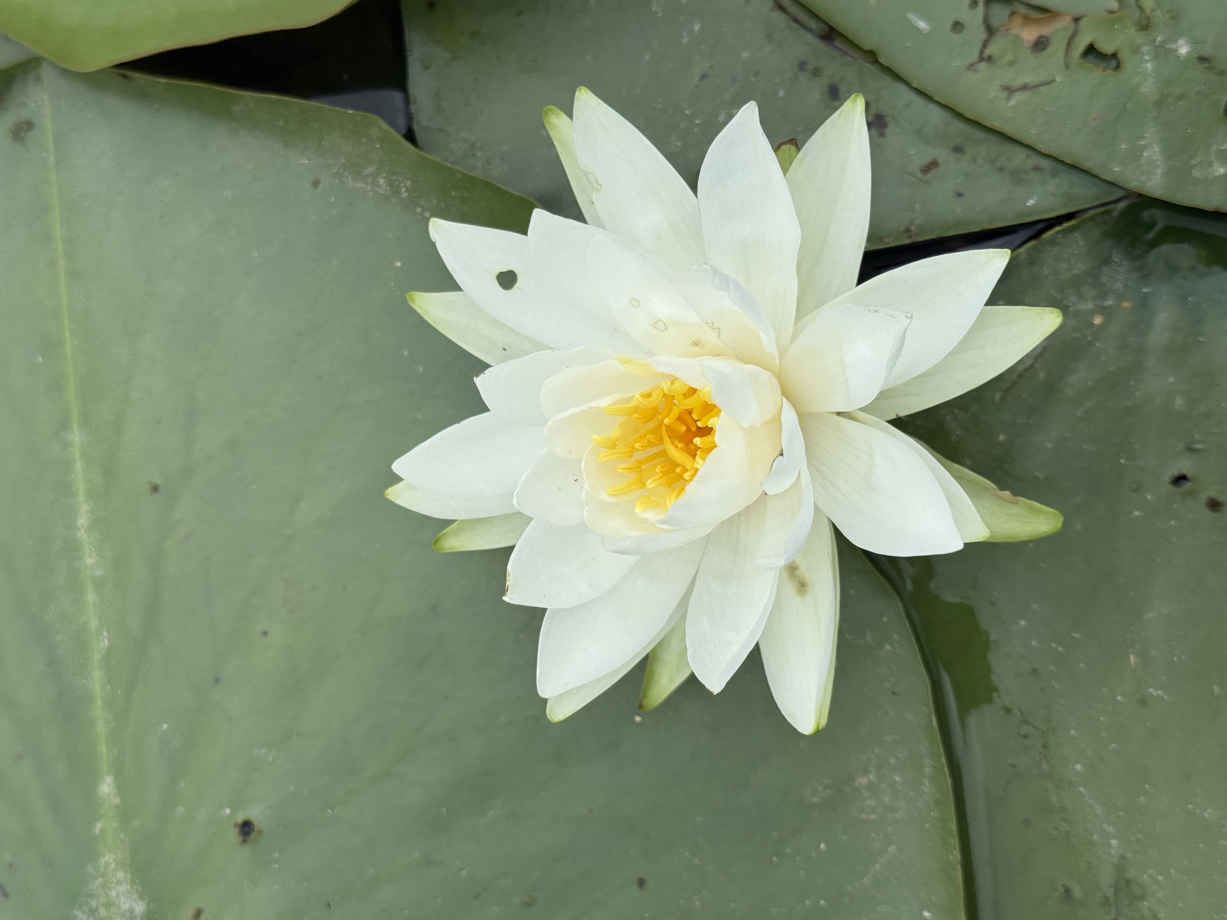 Gallup Park Kayaking — 25-07-19 13-49-34 8999